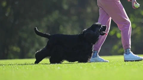 Active English Spaniel leaps on green grass, bonding with owner in beautiful Stock Footage 304617796