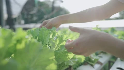 Active farmer checking a quality of each fresh vegetables, growing green salads Vídeos de archivo 155380716