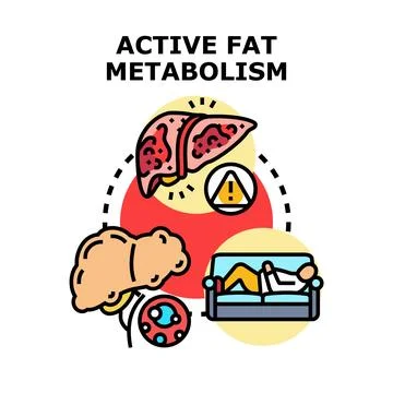 Active fat metabolism cycle and sedentary lifestyle risks Stock Illustration