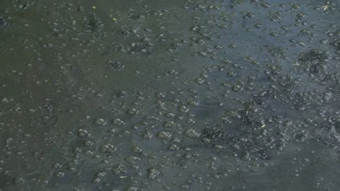 Active Fermentation and Gas Bubbles in Toxic Stagnant Sewage Water Stock Footage 345631490