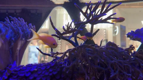 Active fish moving through intricate branching coral structure inside a large Stock Footage 333854178