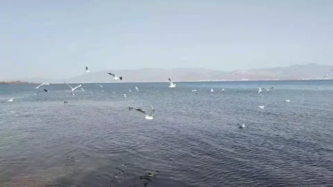 Active flock of seagulls flying and splashing over a lake with swimming coots Stock Footage 331551026
