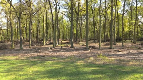 Active forest management and forestry care, Drone perspective of forest man.. Stock Footage 340294722