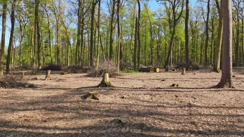 Active forest management and forestry care, Drone perspective of forest man.. Stock Footage 340294795