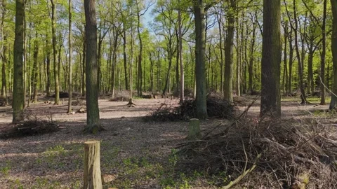 Active forest management and forestry care, Drone perspective of forest man.. Stock Footage 340649308