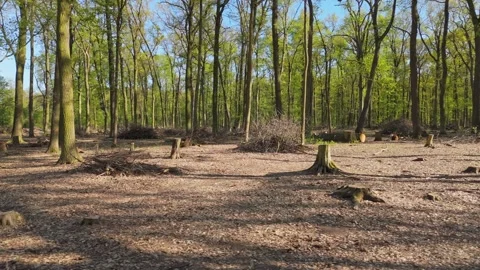 Active forest management and forestry care, Drone perspective of forest man.. Stock Footage 340649358