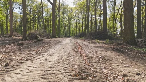 Active forest management and forestry care, Drone perspective of forest man.. Stock Footage 340650544