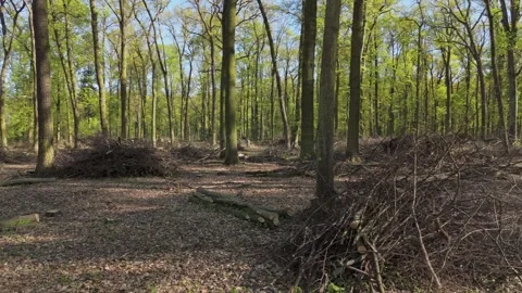 Active forest management and forestry care, Drone perspective of forest man.. Stock Footage 341441723