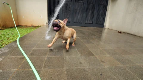 Active Frenchie try to catch water stream by mouth, POV play with doggie Video stock 313674538