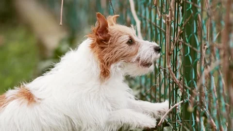 Active funny dog barking behind the fence Stock Footage 243102385