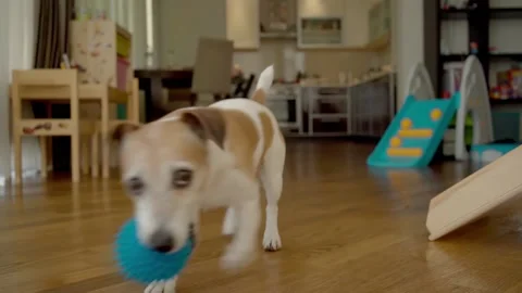 Active game dog play ball bringing toy Vídeo Stock 134697712