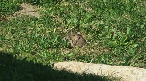 Active Gopher around hole. Stock Footage 10840776