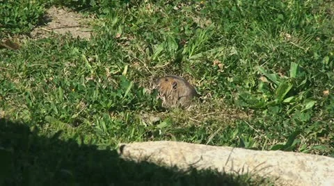 Active Gopher around hole. Stock Footage 10840944