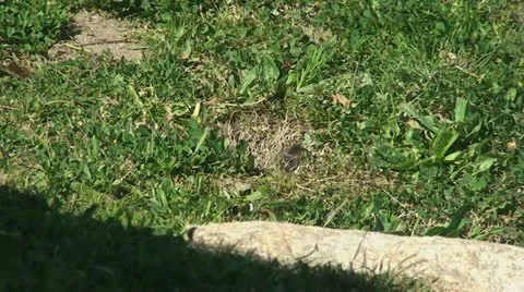 Active Gopher around hole. Stock Footage 10843034
