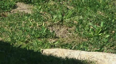 Active Gopher around hole. Stock Footage 10849818