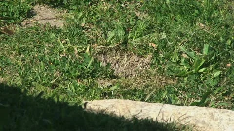 Active Gopher around hole. Stock Footage 10850106