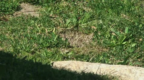 Active Gopher around hole. Stock Footage 10850125