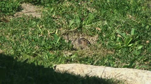 Active Gopher around hole. Stock Footage 10850155