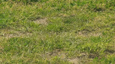 Active Gopher around hole. Stock Footage 10850185