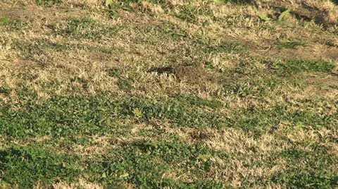 Active Gopher around hole. Stock Footage