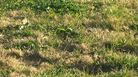 Active Gopher around hole. Stock Footage 11271142