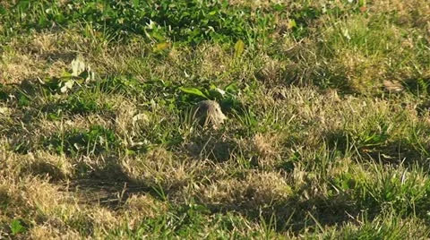 Active Gopher around hole. Stock Footage 11271527