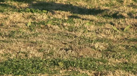 Active Gopher around hole. Stock Footage 11278155