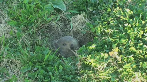 Active Gopher around hole. Stock Footage 11280711
