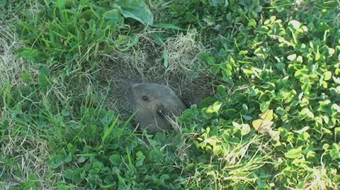 Active Gopher around hole. Stock Footage 11280931