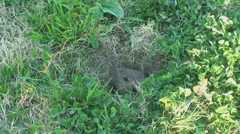 Active Gopher around hole. Stock Footage 11281192