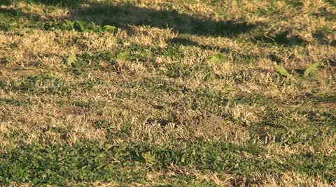 Active Gopher around hole. Stock Footage 11281376