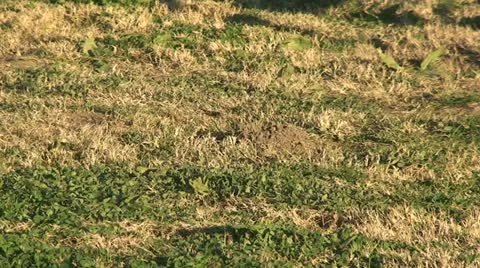 Active Gopher around hole. Stock Footage 11285879