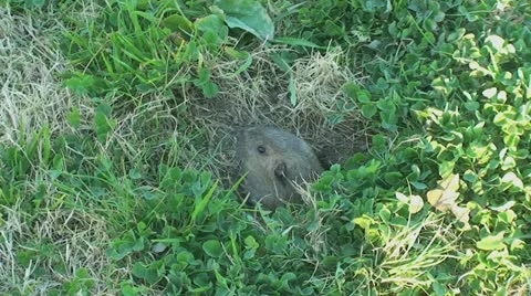 Active Gopher around hole. Stock Footage 11285928