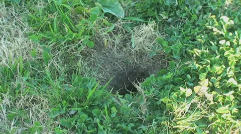 Active Gopher around hole. Stock Footage 11286030