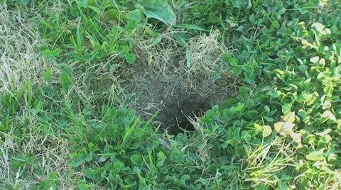 Active Gopher around hole. Stock Footage 11286141