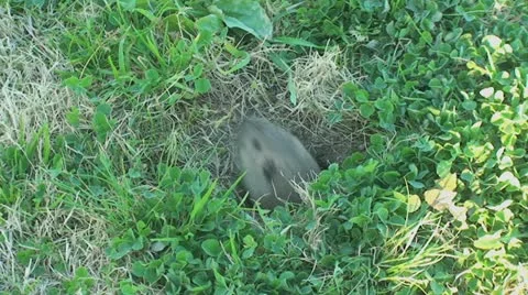 Active Gopher around hole. Stock Footage
