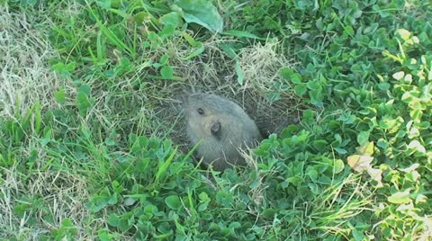 Active Gopher around hole. Stock Footage 11292719