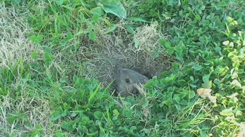 Active Gopher around hole. Stock Footage
