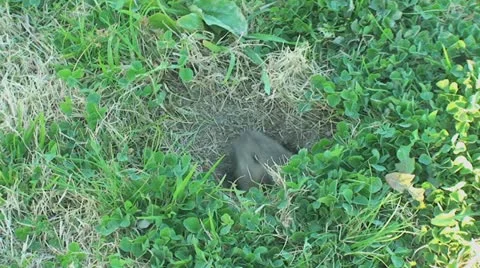 Active Gopher around hole. Stock Footage 11293125