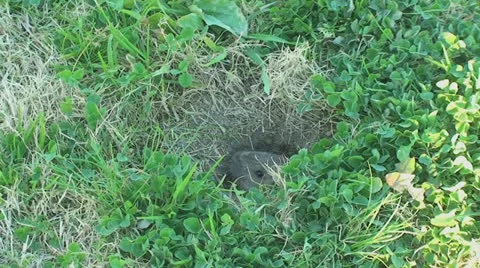 Active Gopher around hole. Stock Footage 11293132