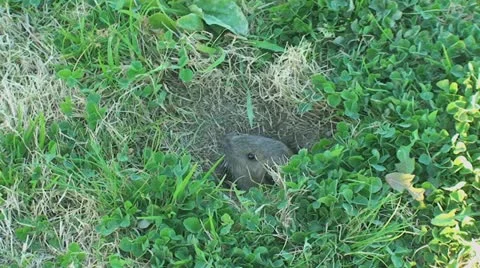 Active Gopher around hole. Stock Footage 11293296