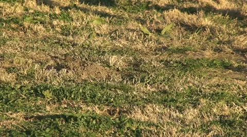 Active Gopher around hole. Stock Footage 11293689