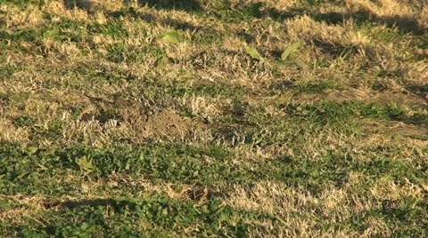 Active Gopher around hole. Stock Footage 11299864