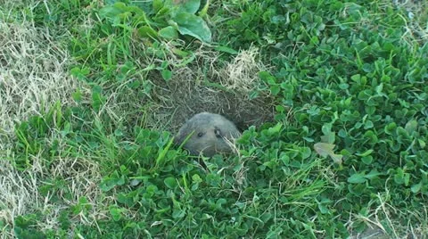Active Gopher around hole. Stock Footage 11300192