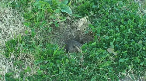 Active Gopher around hole. Stock Footage 11300413