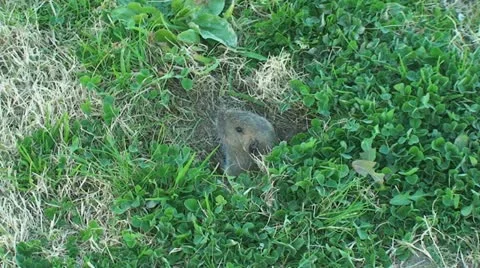 Active Gopher around hole. Stock Footage 11316054