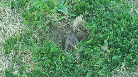 Active Gopher around hole. Stock Footage 11319198