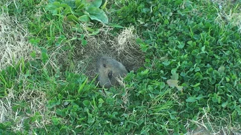Active Gopher around hole. Stock Footage 11344668