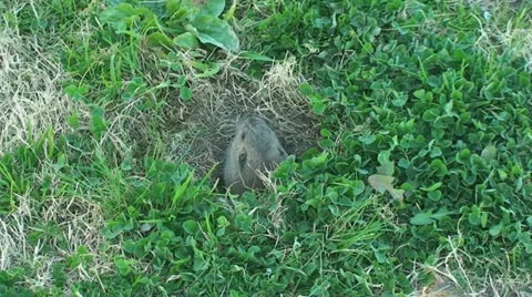 Active Gopher around hole. Stock Footage 11344920
