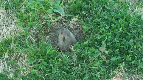 Active Gopher around hole. Stock Footage 11345979